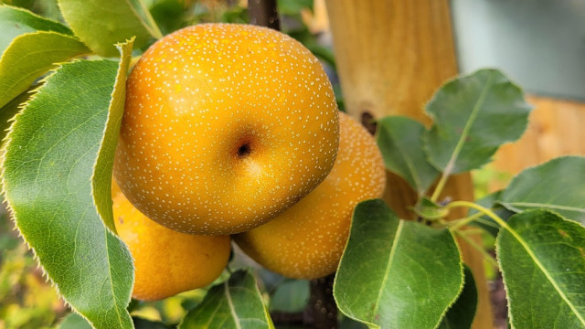 La poire asiatique : ce nouveau fruit à tester d'urgence