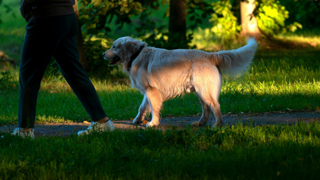 Le dogsitting, cette façon méconnue de voyager (presque) gratuitement