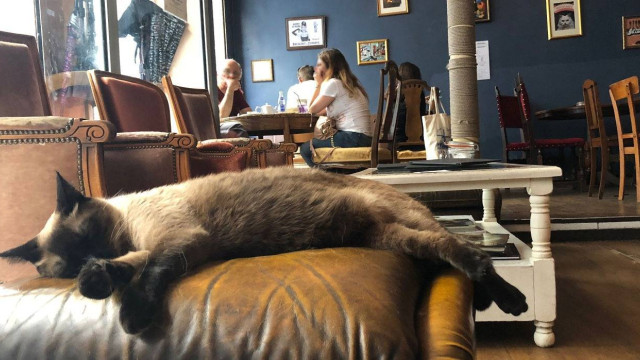 Découvrez ces 3 cafés à chat à Paris qui vont révolutionner vos pauses gourmandes