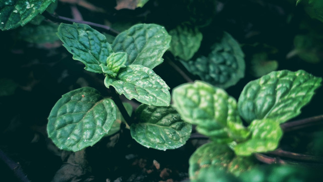 Boostez votre immunité avec ces plantes incontournables !