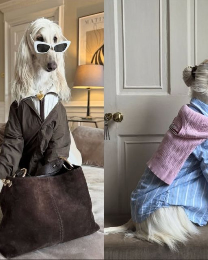 Chats, chiens, lapins… Ces animaux mannequins qui explosent les compteurs sur les réseaux sociaux