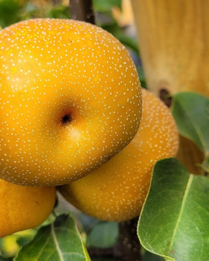 La poire asiatique : ce nouveau fruit à tester d'urgence