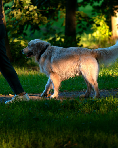 Le dogsitting, cette façon méconnue de voyager (presque) gratuitement