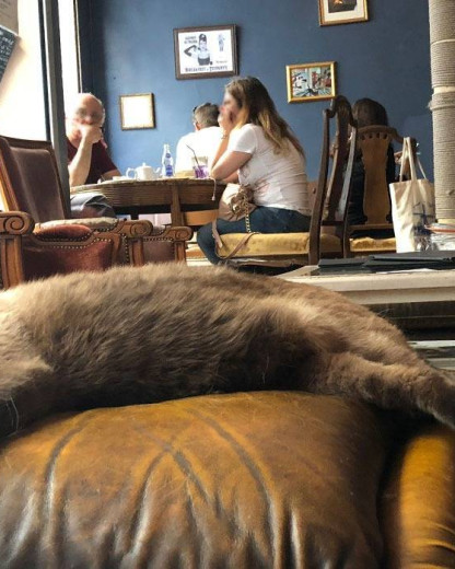 Découvrez ces 3 cafés à chat à Paris qui vont révolutionner vos pauses gourmandes