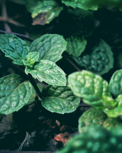 Boostez votre immunité avec ces plantes incontournables !