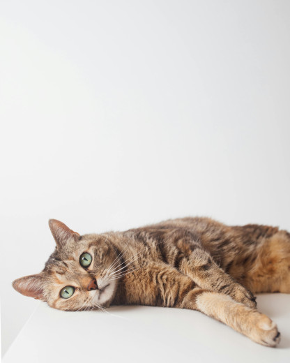 À quoi servent vraiment les moustaches des chats ?