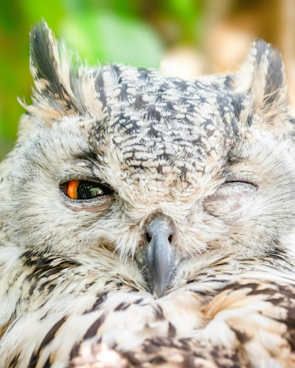 Découvrez la trend chouette qui fait le buzz chez les célébrités