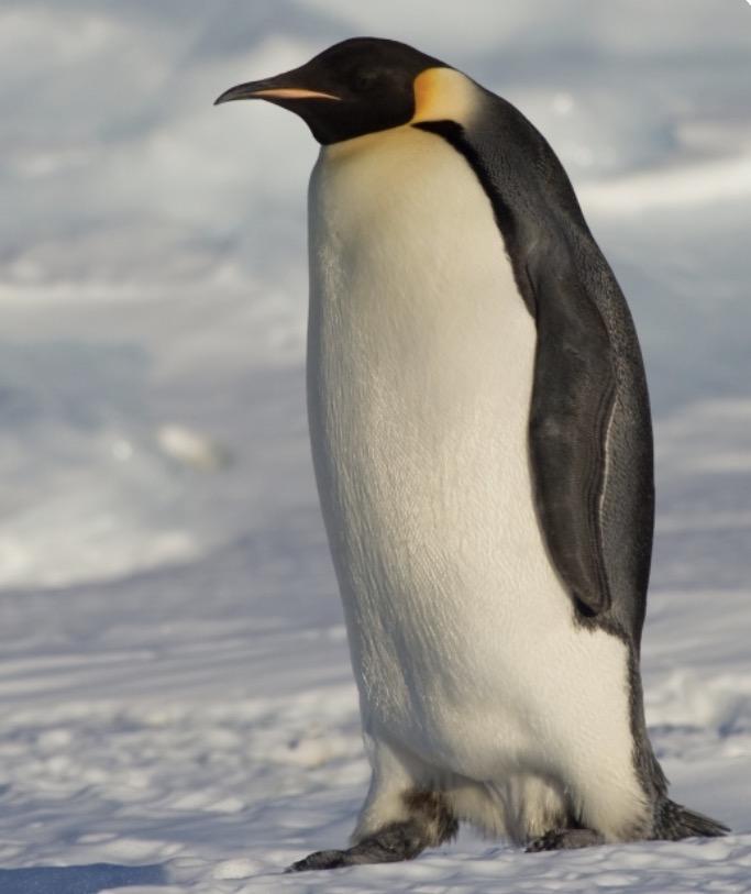 Valentin Retailleau Marion